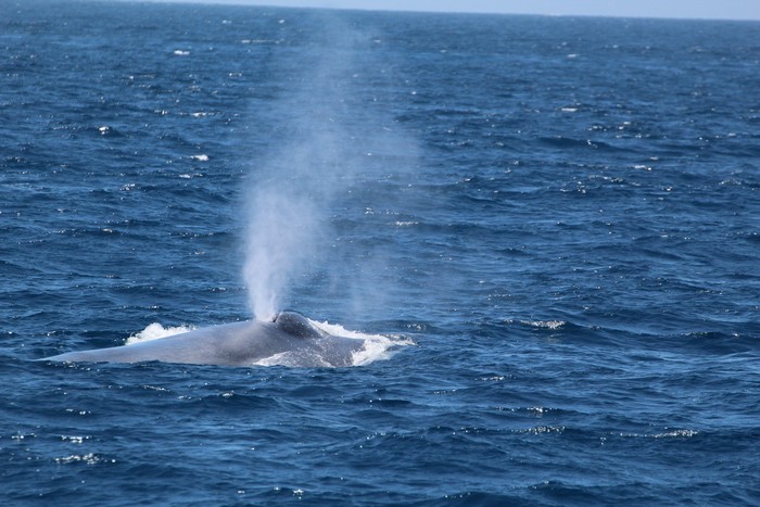 Blue whale blow and blowholes