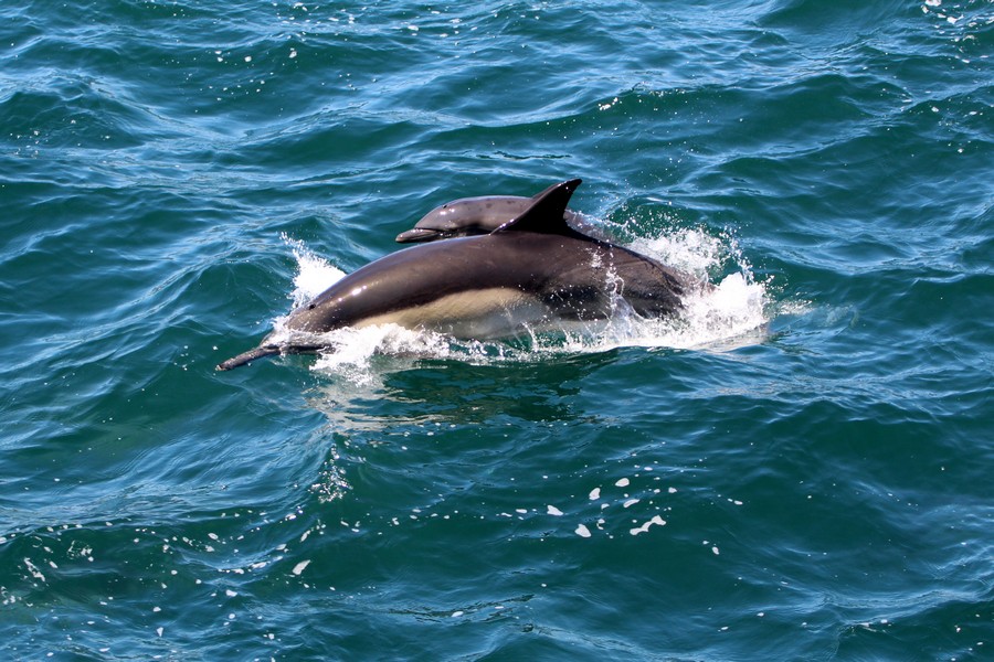 Common dolphin cow/calf pair jumping out of the water
