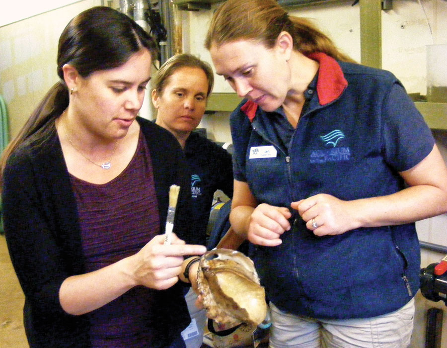 Aquarium staff inspecting an abalone