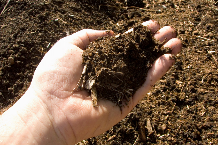 Hand holding dirt