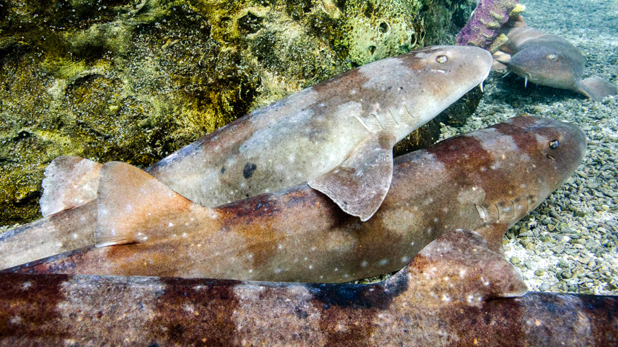 Brown-banded bamboo shark clustered together