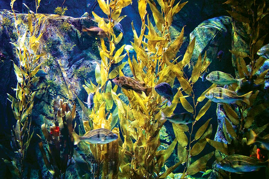 Fish and kelp in exhibit