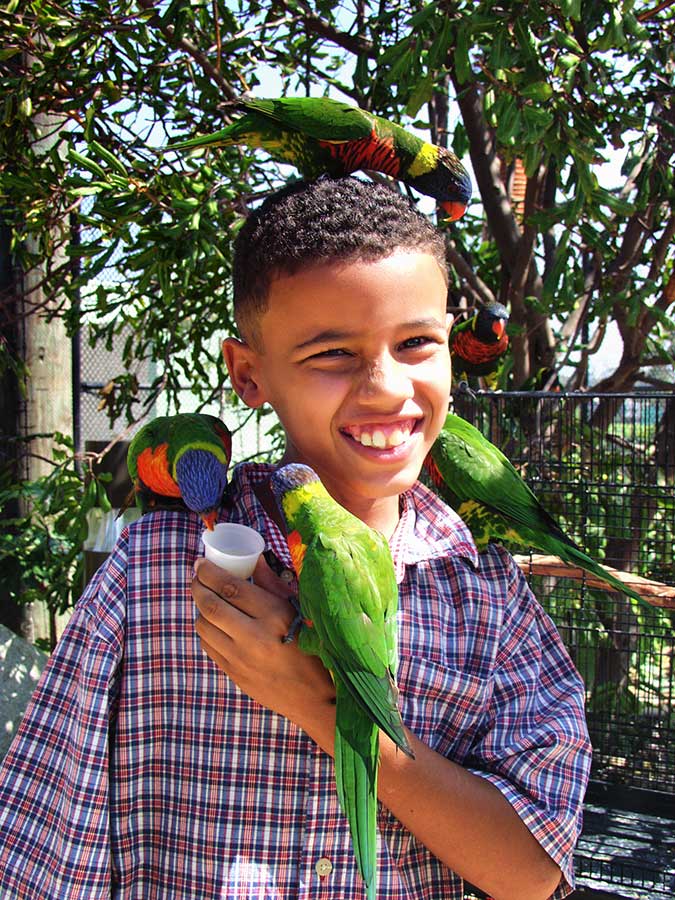 child with many lorikeets on him