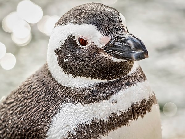 side view of magellanic penguin