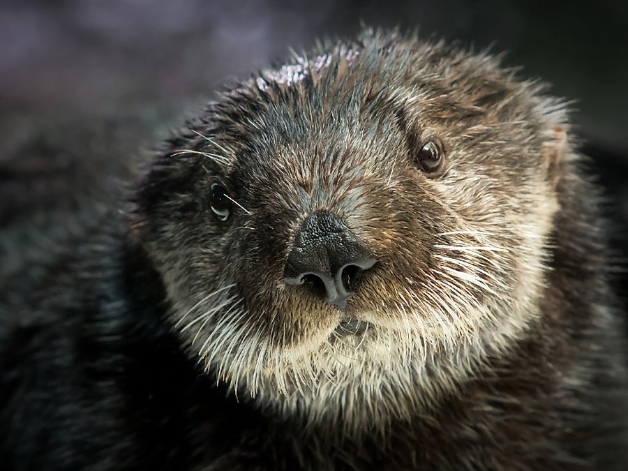 betty the sea otter close-up