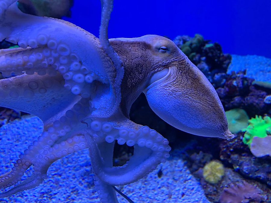 day octopus on glass (2019)