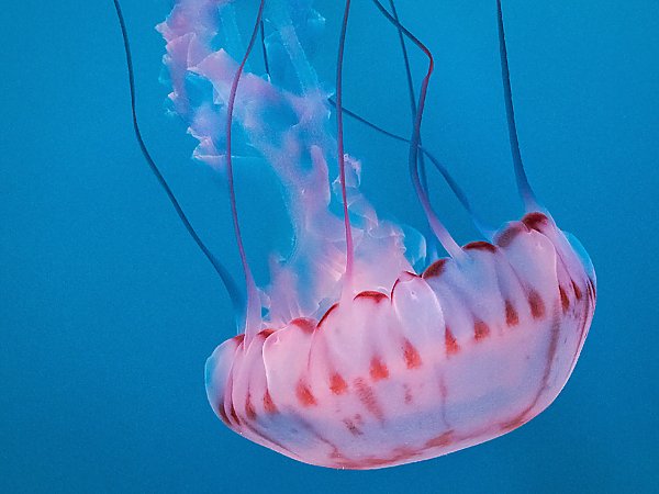 /email_images/purple-striped-jelly.jpg{title}{/calendar:mainimageEV}