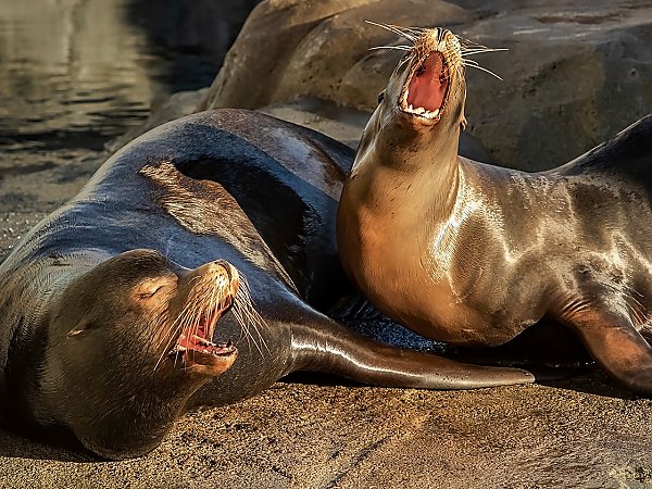 two sea lions barking