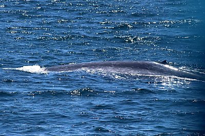 Blue whale left dorsal side and fin - thumbnail