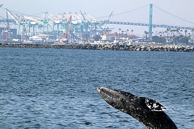 Gray whale breaching with the port and break wall in the background - thumbnail