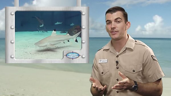 Educator on a beach next to an image of a shark