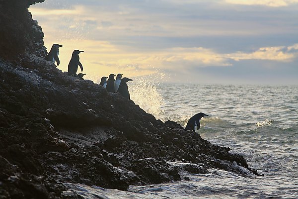 A group of small Galapagos penguins on a rocky shore look towards a churning ocean as the sun sets behind them.