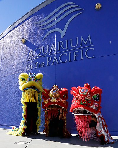 Autumn Festival lion dancers in front of Aquarium - thumbnail