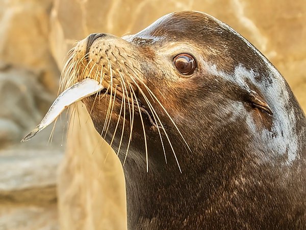 sea lion with fish tail sticking out of mouth