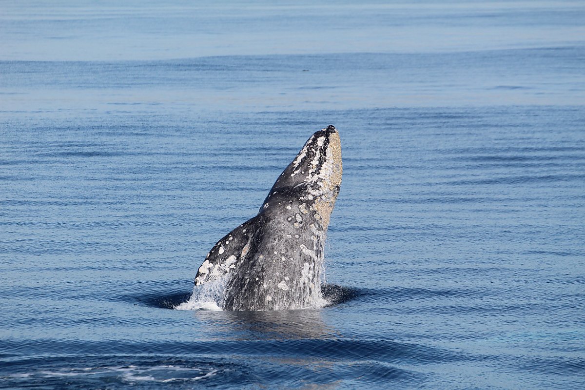 Gray whale leaping out of the water