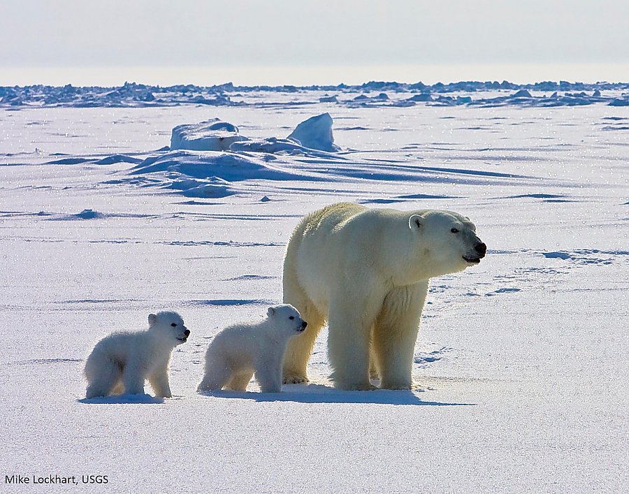 Polar bear with cubs on ice