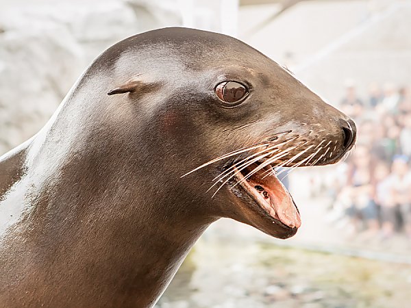Sea lion with mouth open in the shape of a smile
