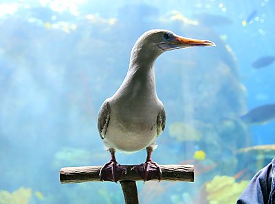 Red-Footed Booby (Sula) - thumbnail