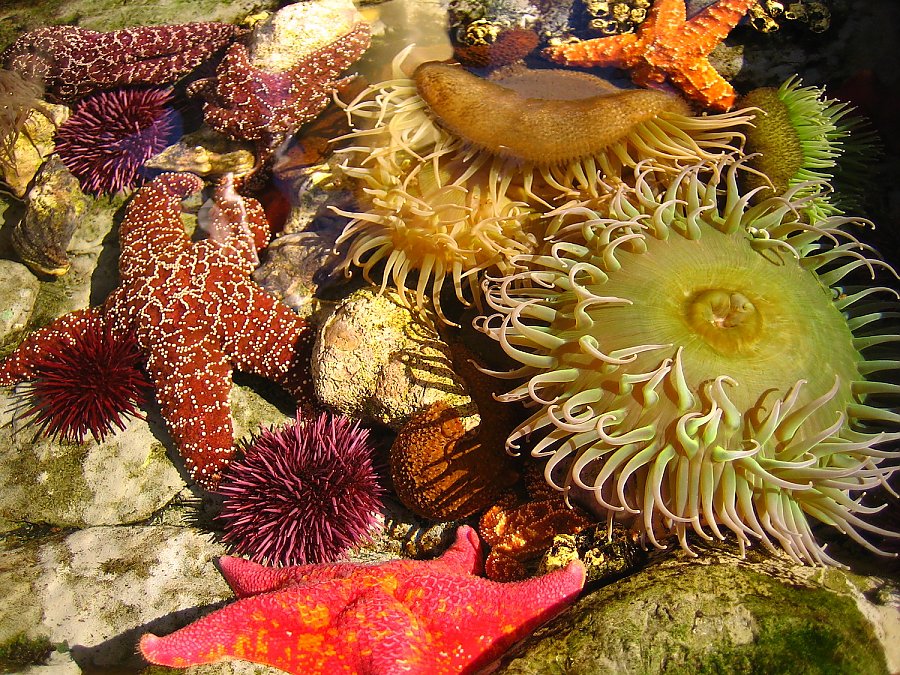 Tidepool with sea stars, urchins, and anemones