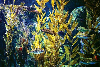 Fish and kelp in exhibit - thumbnail