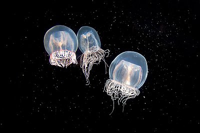 Three small bell jellies against dark background