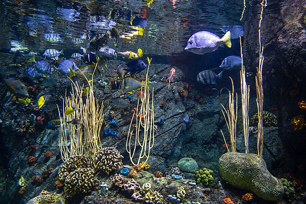 Gulf of California Exhibit showing fishing swimming and coral
