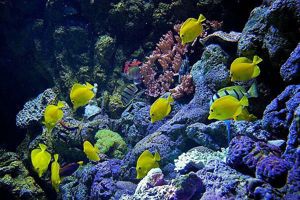 /images/exhibits/Hawaiian-Reef-Exhibit_LRG.jpg{title}{/calendar:mainimageEV}
