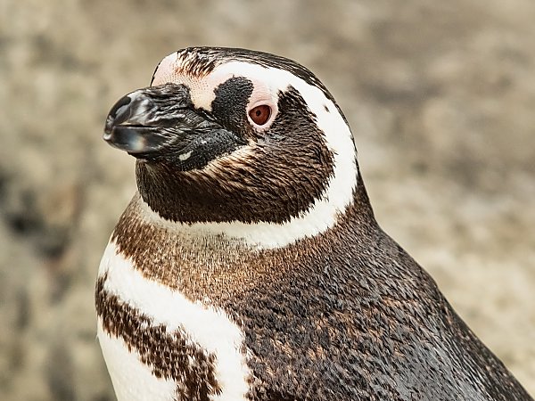Magellanic penguin three quarter view against brown rock background