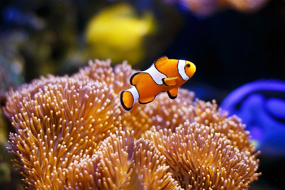 Orange fish with white and black stripes swimming near orange sea anemone
