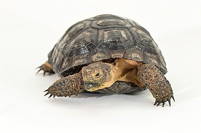 Desert tortoise on white background - thumbnail