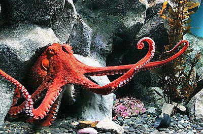 Giant pacific octopus emerging from rocks