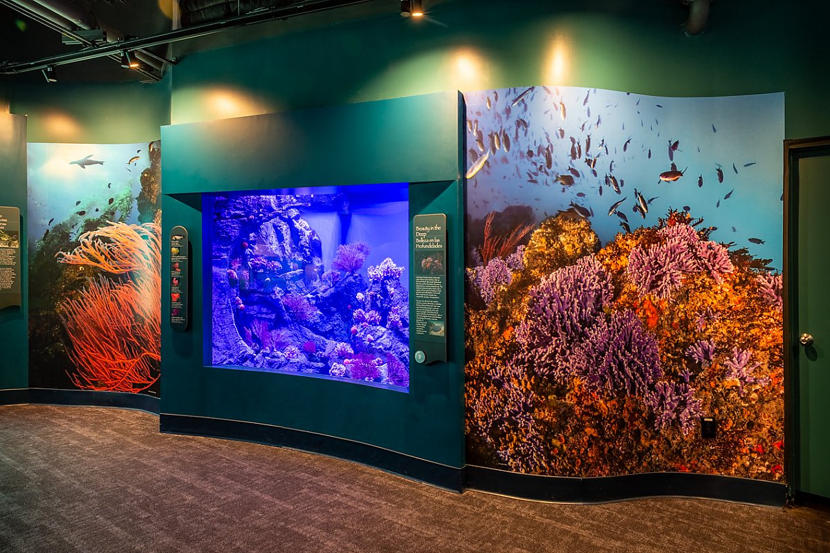 Hydrocoral exhibit showing wall graphics