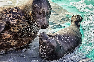 Seal and pup - thumbnail