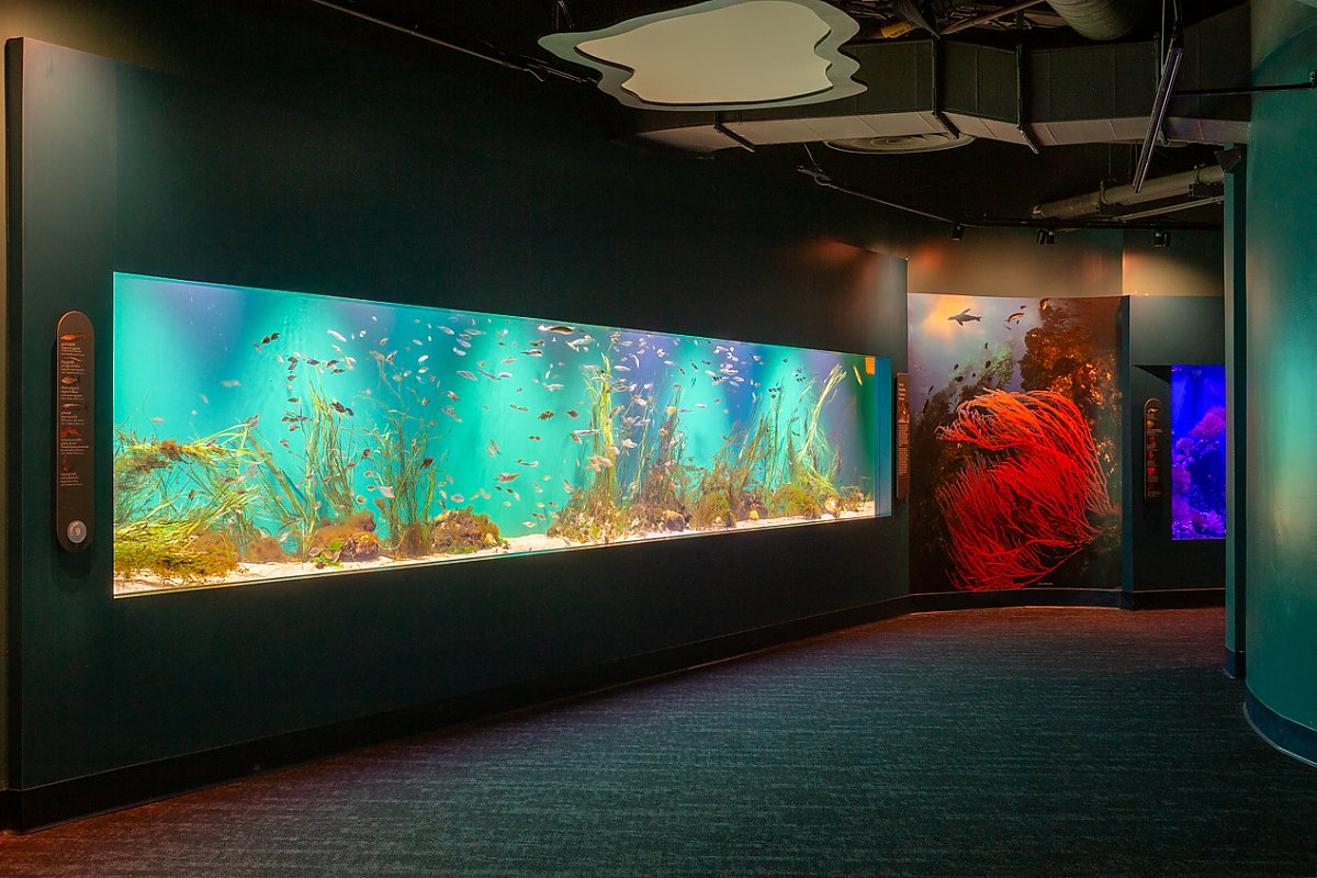 Seagrass exhibit showing red coral wall graphic