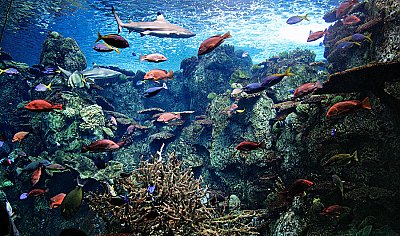 Many colored fish and shark in a tank