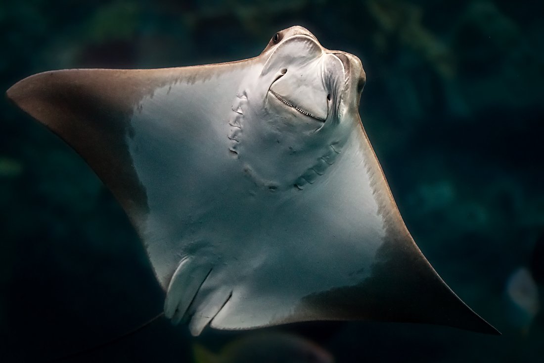 underside of ray swimming