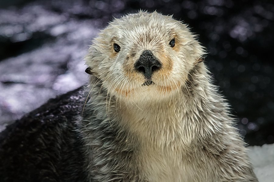 portrait of charlie the sea otter