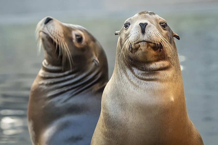 Two California sea lions