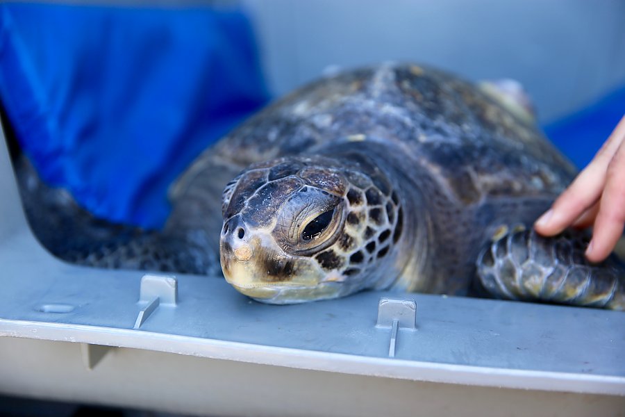 Green sea turtle in transport kennel before release Sept. 2018