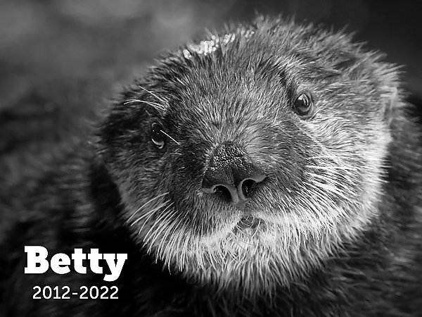Black and white photo of Betty the sea otter