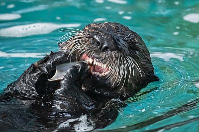 Sea otter pup chewing on food - thumbnail