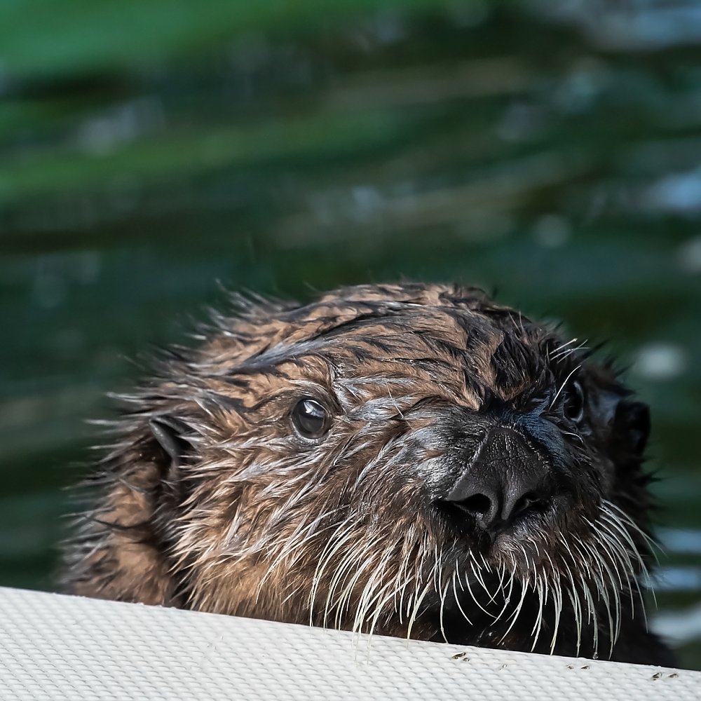 Sea otter pup peering over the deck of his enclosure