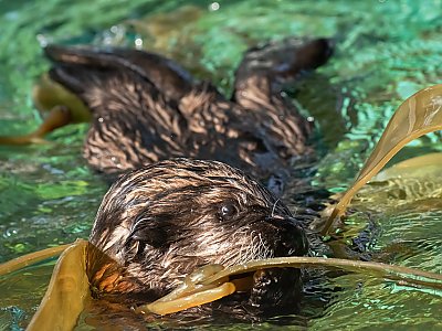 Sea otter pup playing with kelp - thumbnail