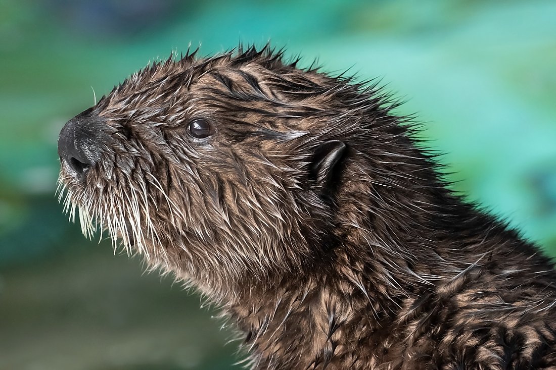 Sea otter pup profile of face