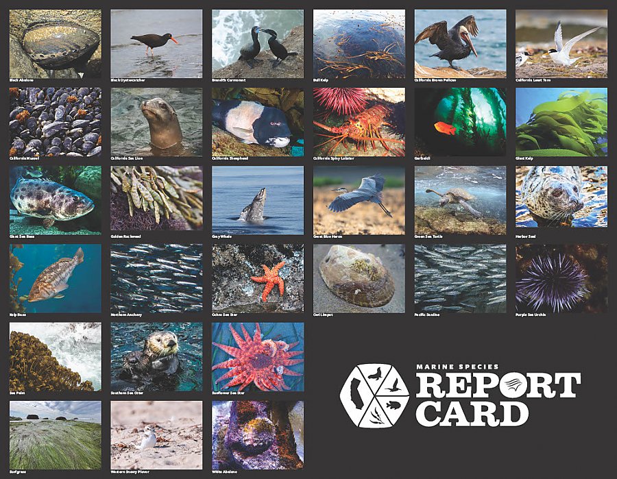 collage of animals arranged in a grid with a white logo for the Marine Species Report Card