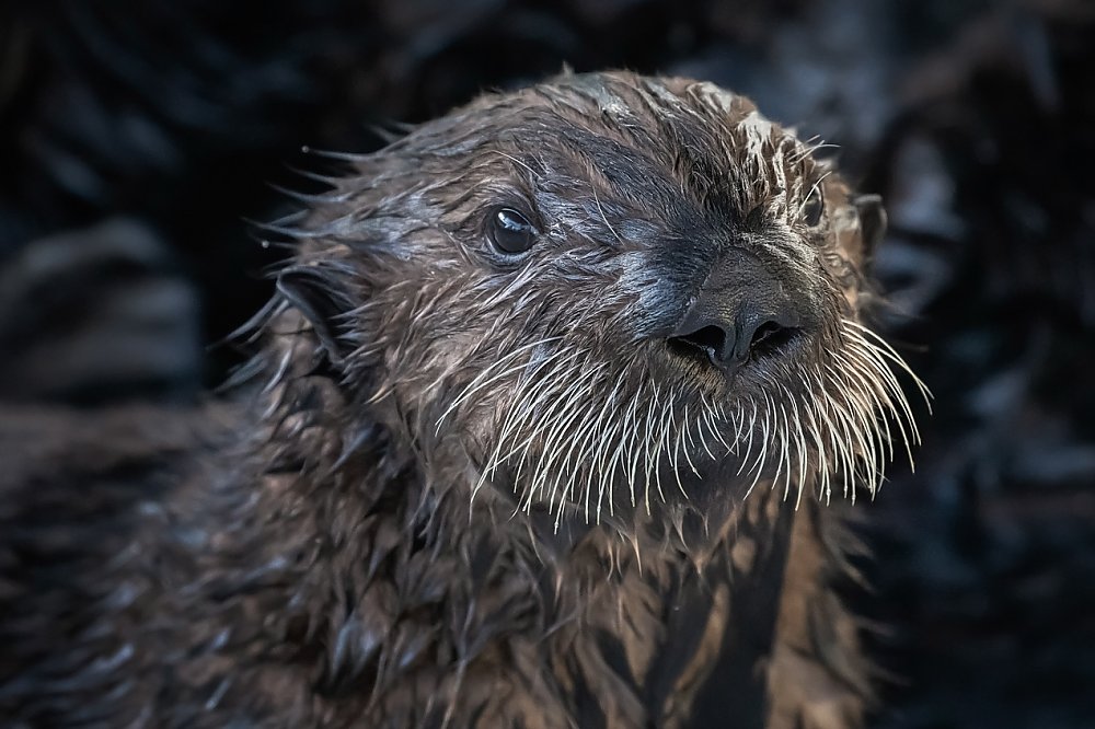 Sea otter pup portrait close up on face