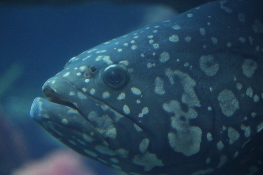 Queensland grouper close up of mottled head with gray spots