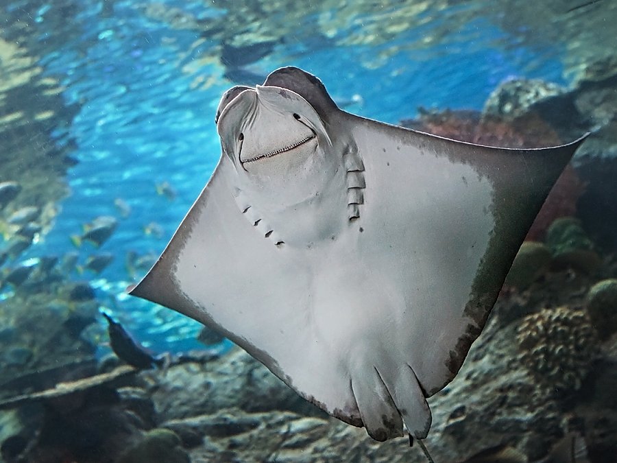 Pacific cownose ray