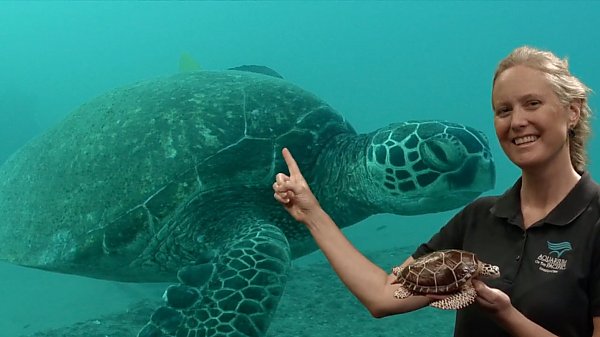 Academy educator in front of a sea turtle on screen