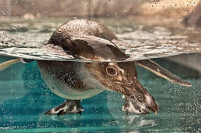 penguin peeking underwater - thumbnail